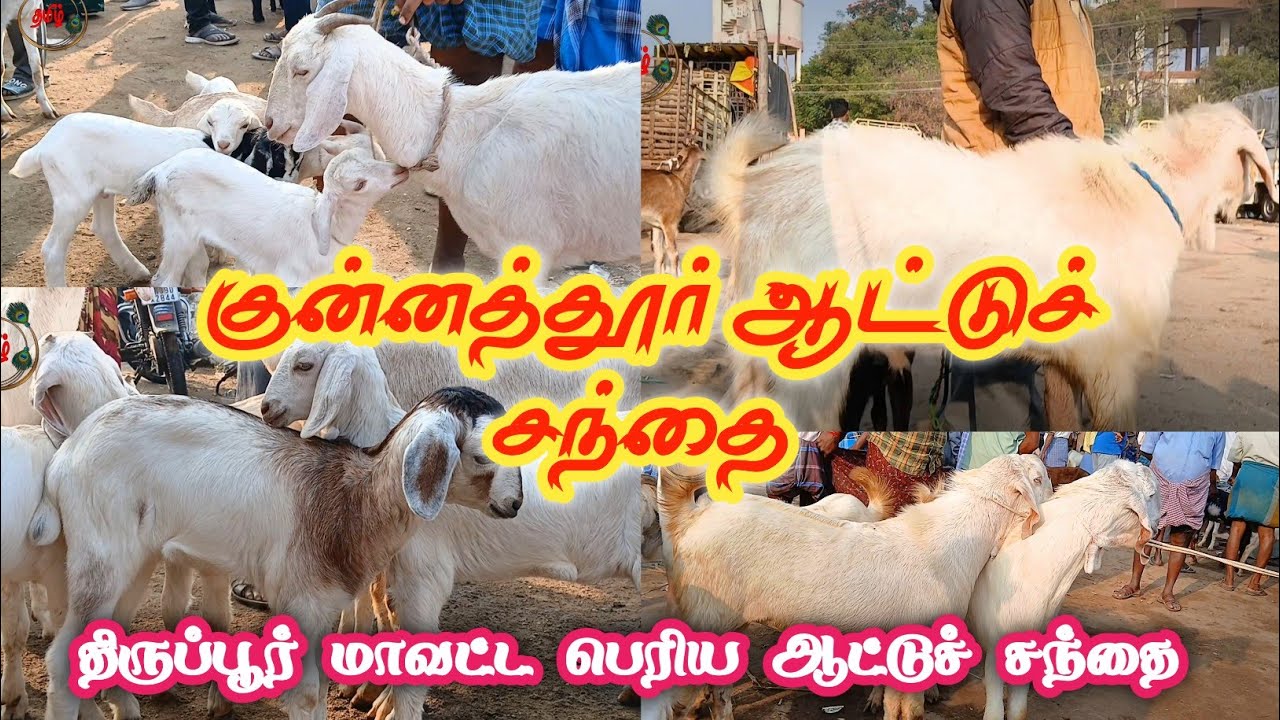 குன்னத்தூர் ஆட்டுச் சந்தை விலை நிலவரம் #tirupur #market #monday #goat #tamil 