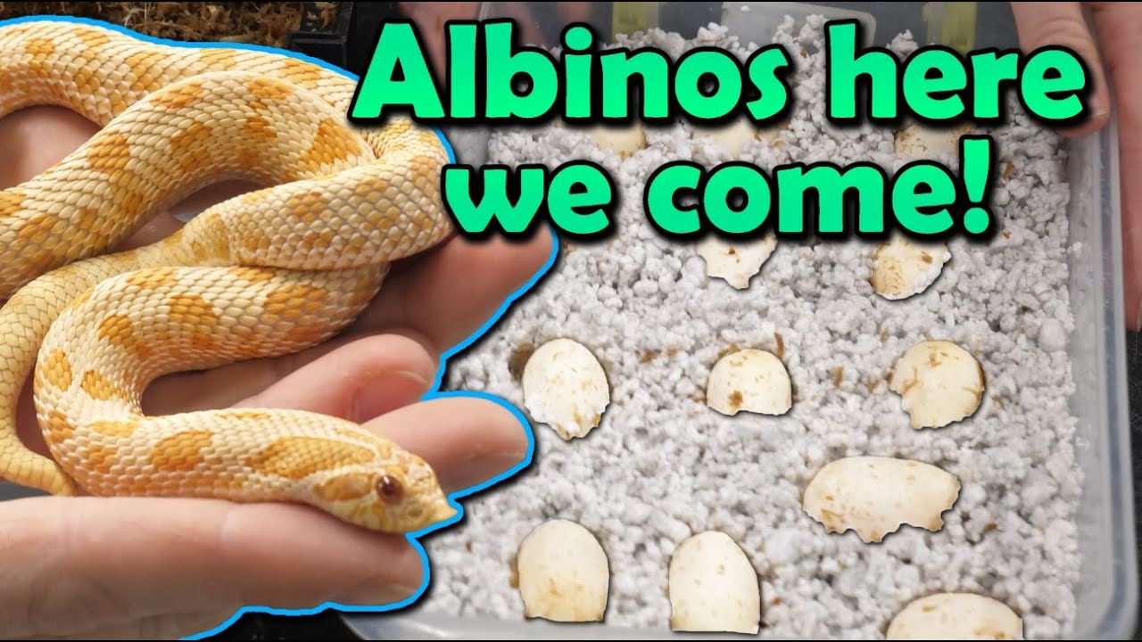Our Hognose Snake 