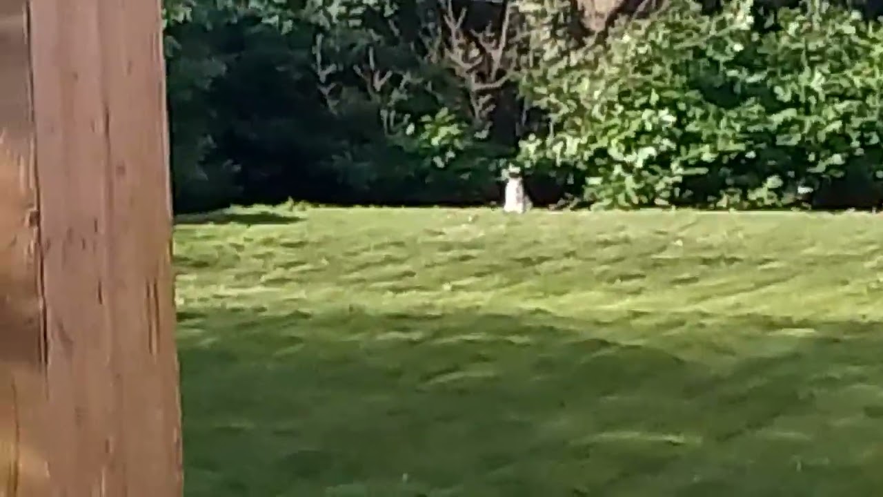 Saw this cat this morning march 10 2026