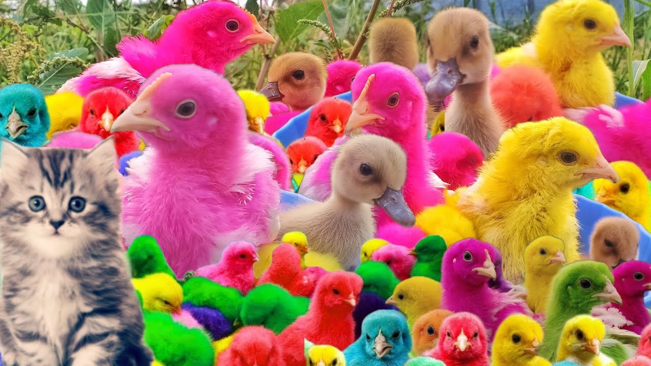Tangkap Ayam Lucu,Ayam Rainbow,Ayam Warna Warni,Bebek Lucu,Kelinci ,Kura Kura,Ikan Hias,Kucing Lucu