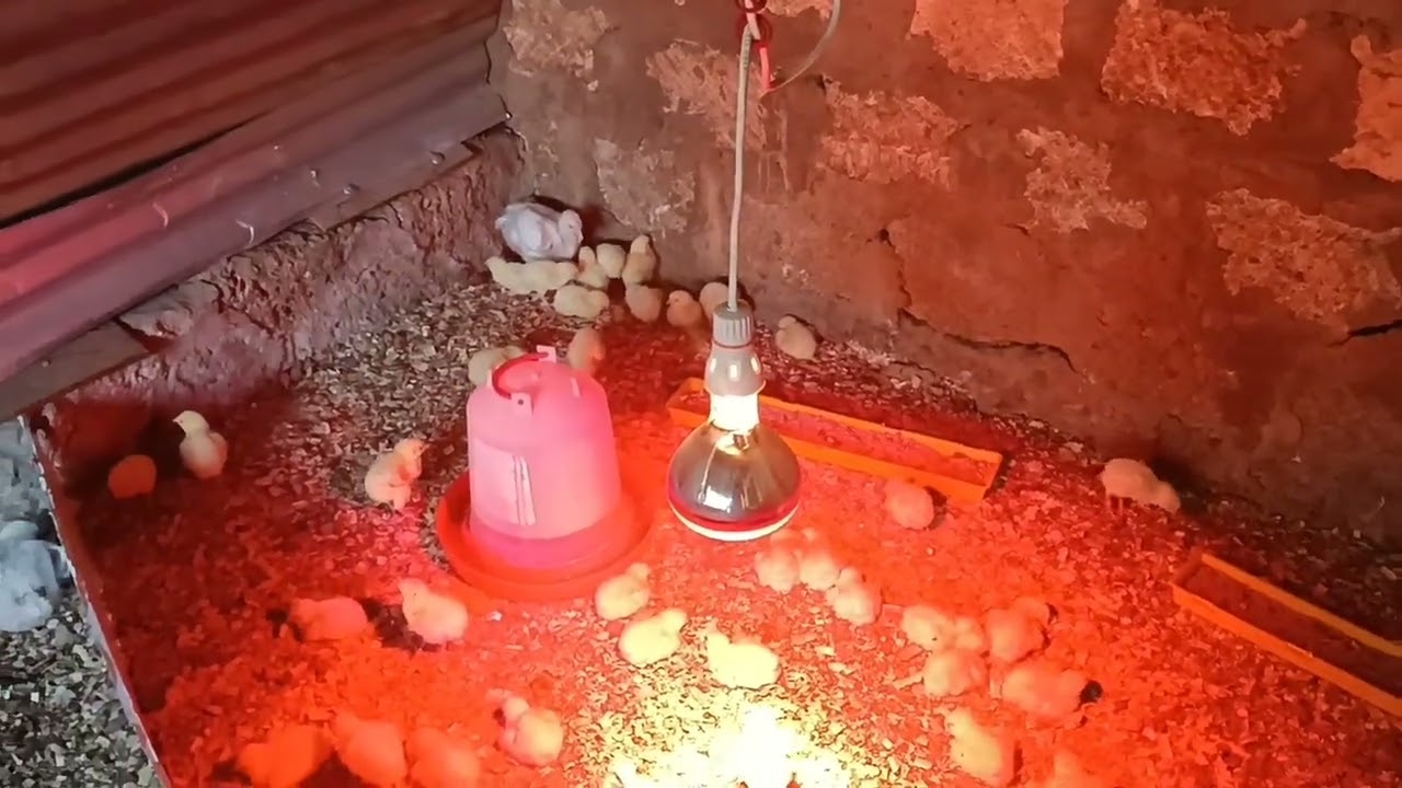 Птичник переполнен, места больше нет😄