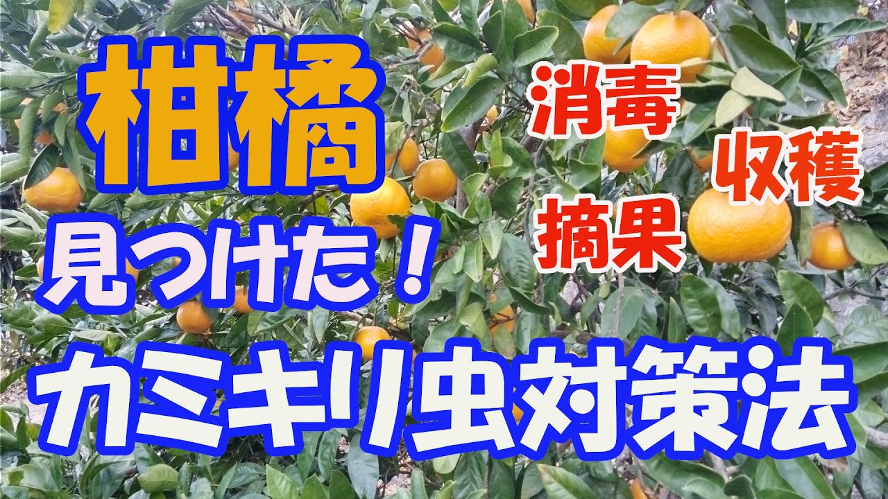 【のんちゃんファーム】柑橘の大敵、カミキリ虫、やつと戦い続けて、収穫できた。カミキリ対策法。