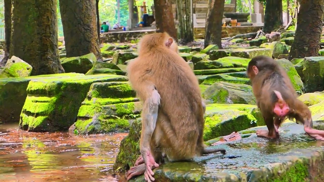 Monkey Brady comes to see monkey Baila swim for the first of her that and what will happen to her?