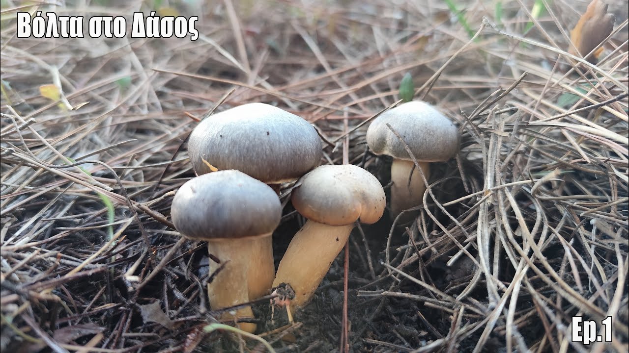 Αναζητώντας Μανιτάρια στο Βουνό 🌧 Exploring the Forest After the Rain