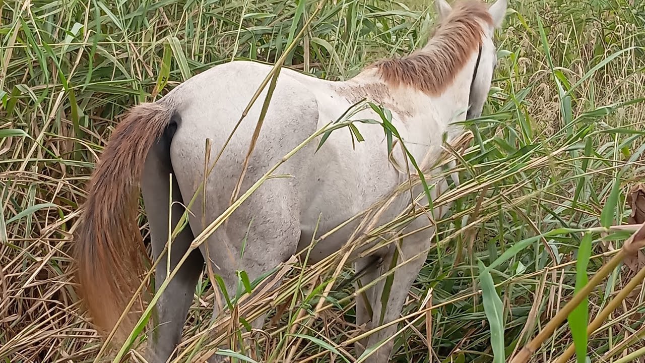 #animais#cavalo#viralvideos#viralizei#foyupage#fypage#foyur#hose#fyyp #animaisdeestimação#viralreels