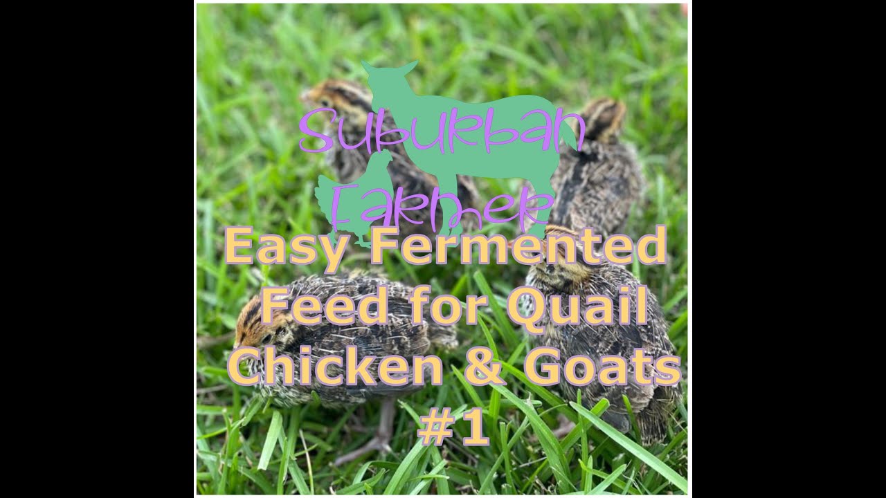 Easy Fermented Feed for quail, chickens & goats # 1