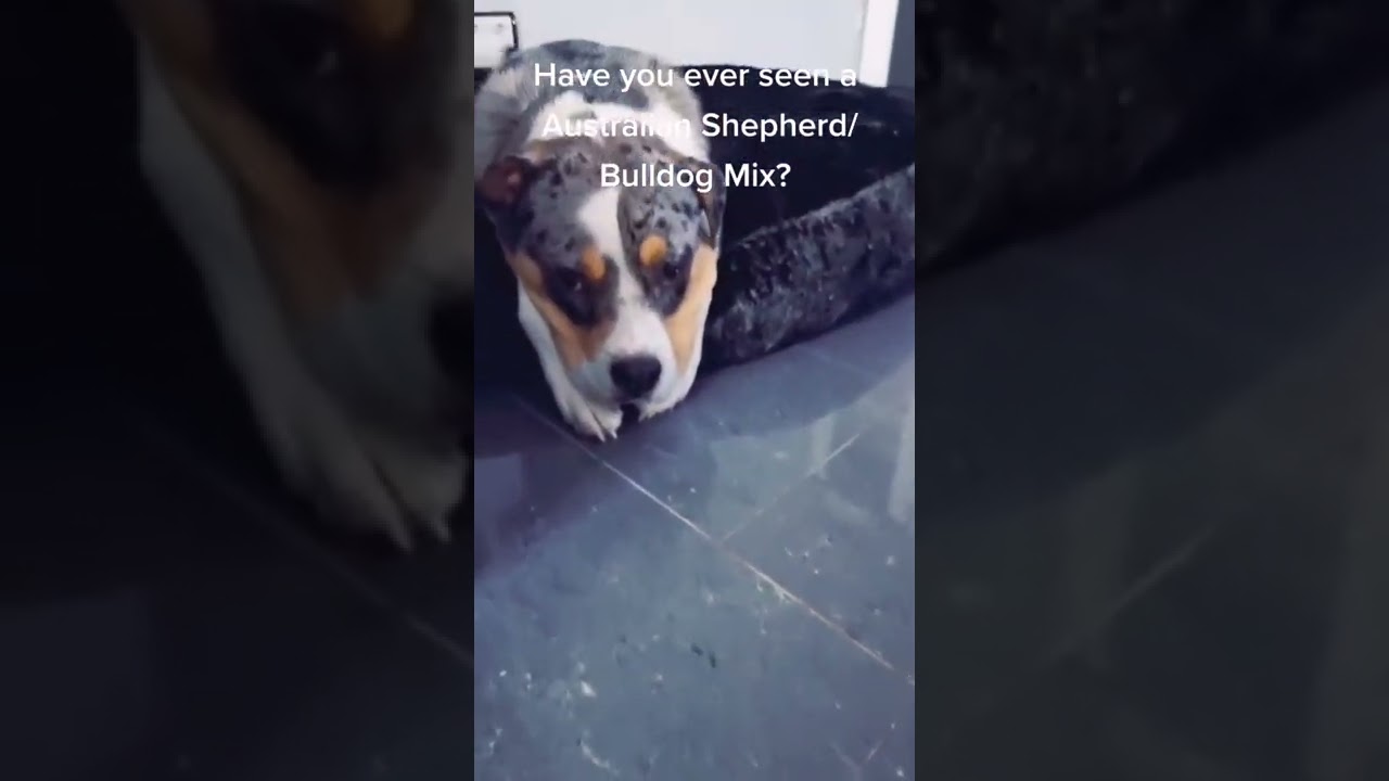 #australienshepherd