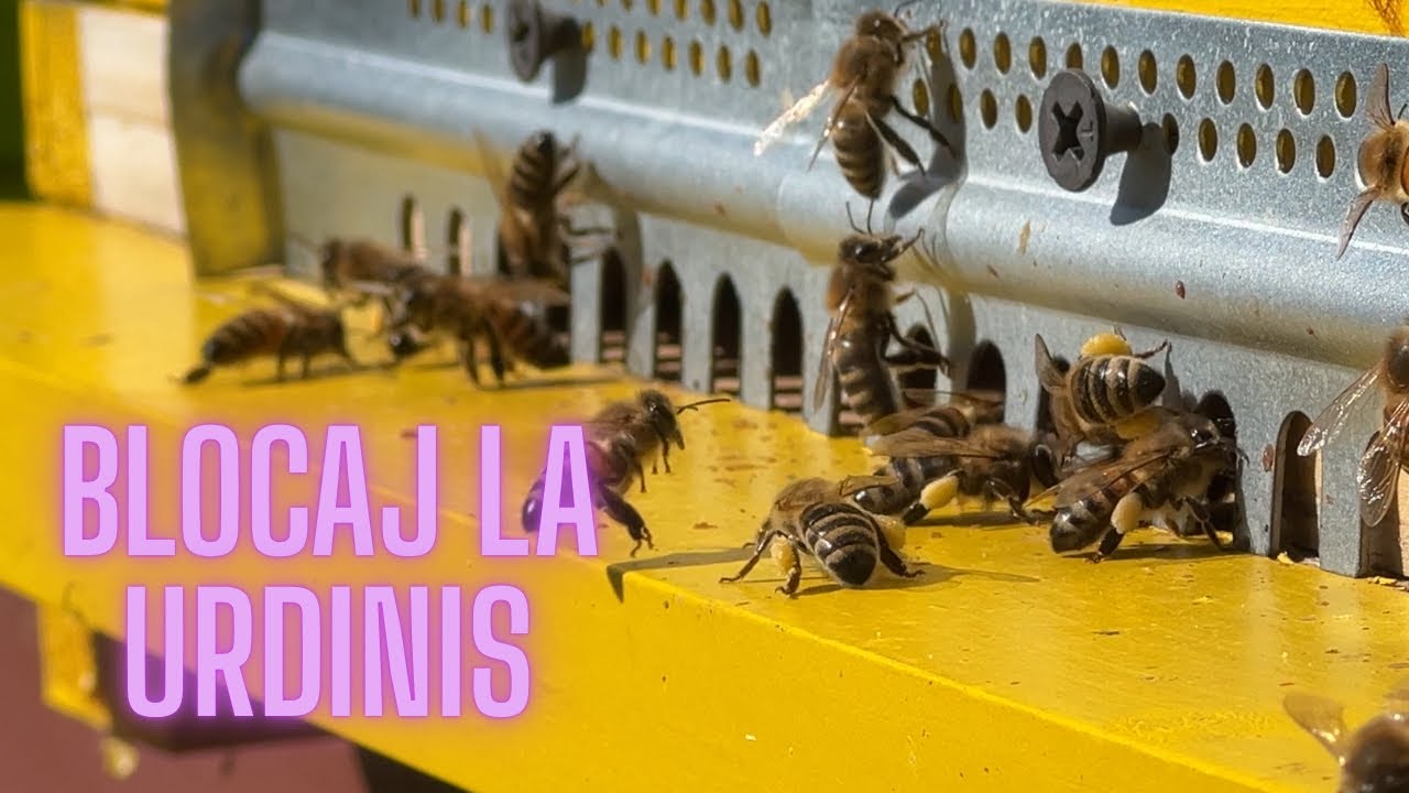 EP. 19: De ce nu elimina albinele moarte? | #2026 | @ casutacualbine #apicultura #albine #miere 