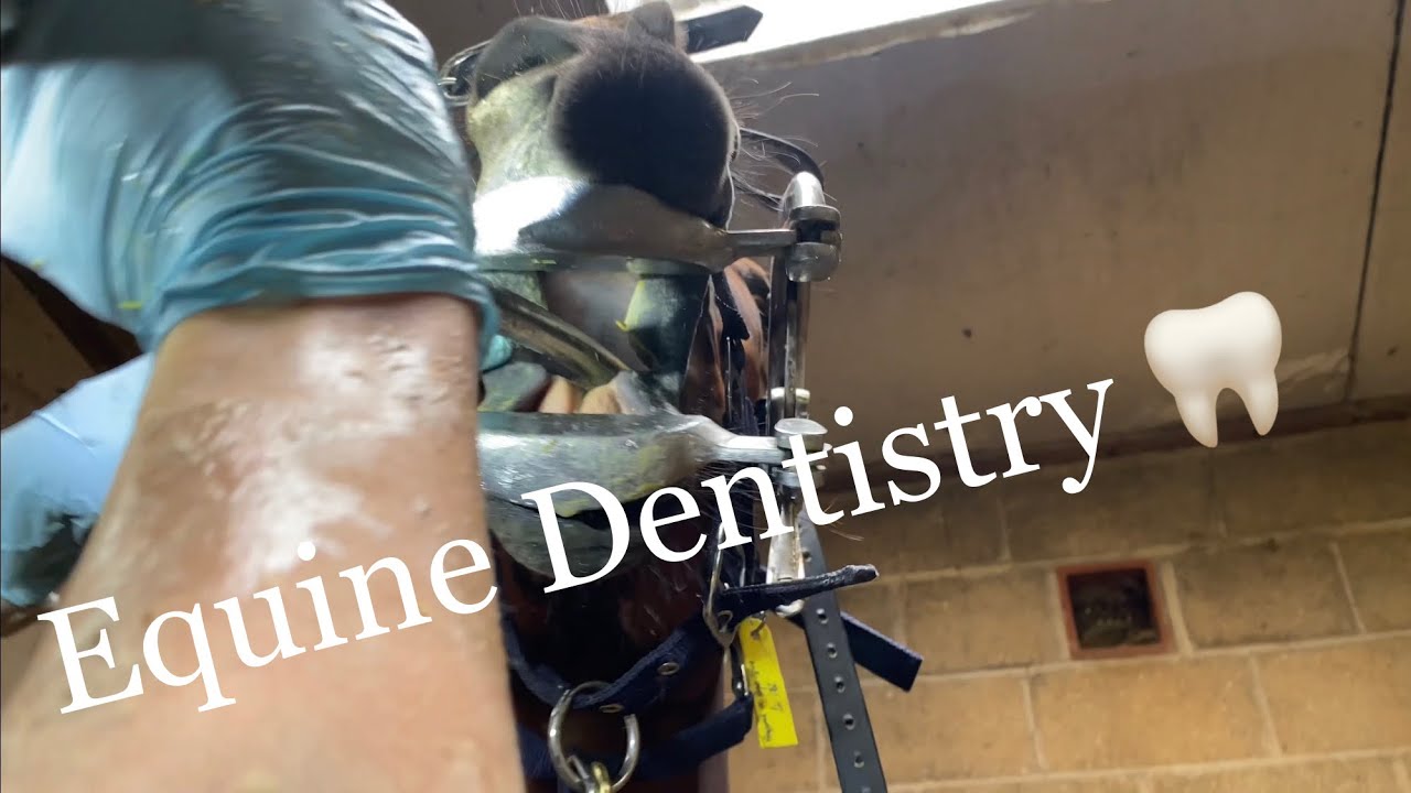 Equine Dentistry, a very important part of horse care and management.
