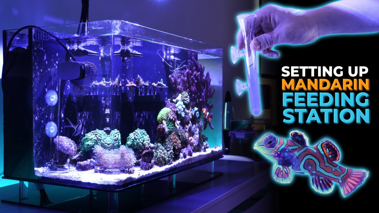 Setting Up Mandarin Dragon Feeding Station & Nano Reef Tank Update | Blue Reef Tank