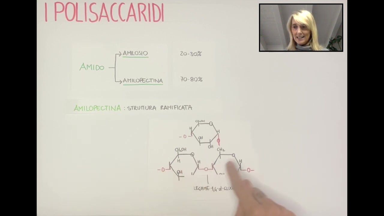 I Polisaccaridi