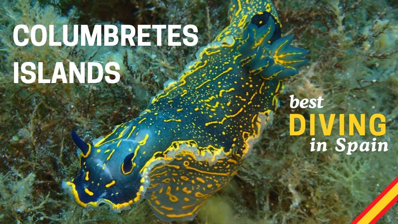 Best diving in Spain! Columbretes Islands | Nudibranchs, Rays & Volcanic Wonders in Clear Water
