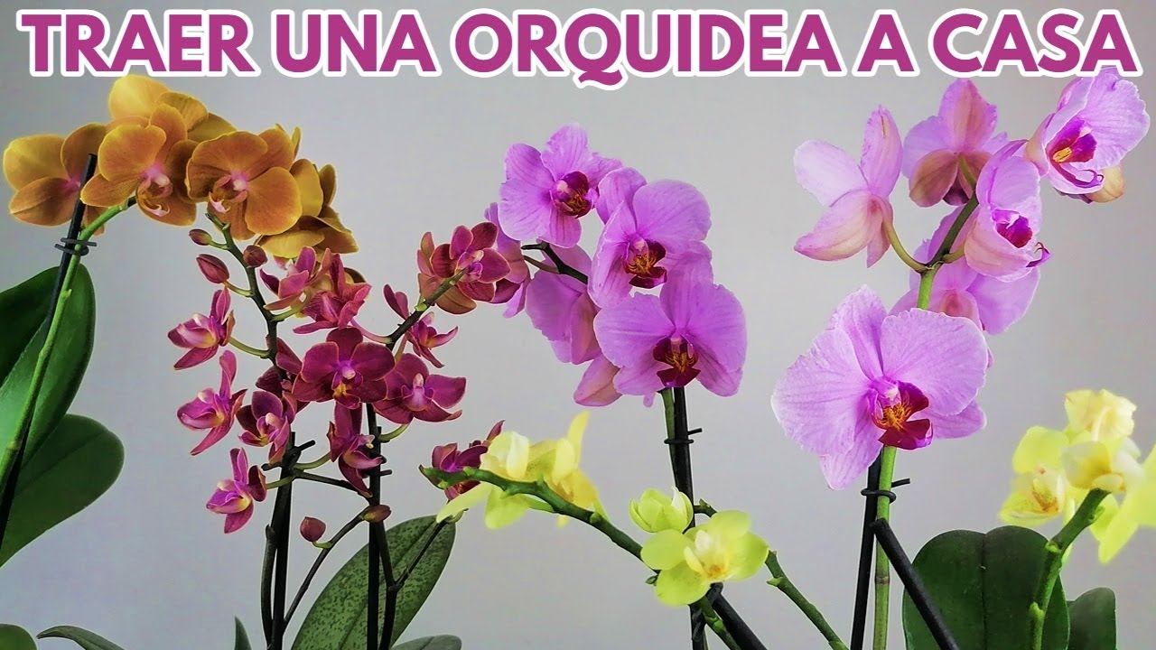 que hacer al comprar  orquideas chuyito jardinero