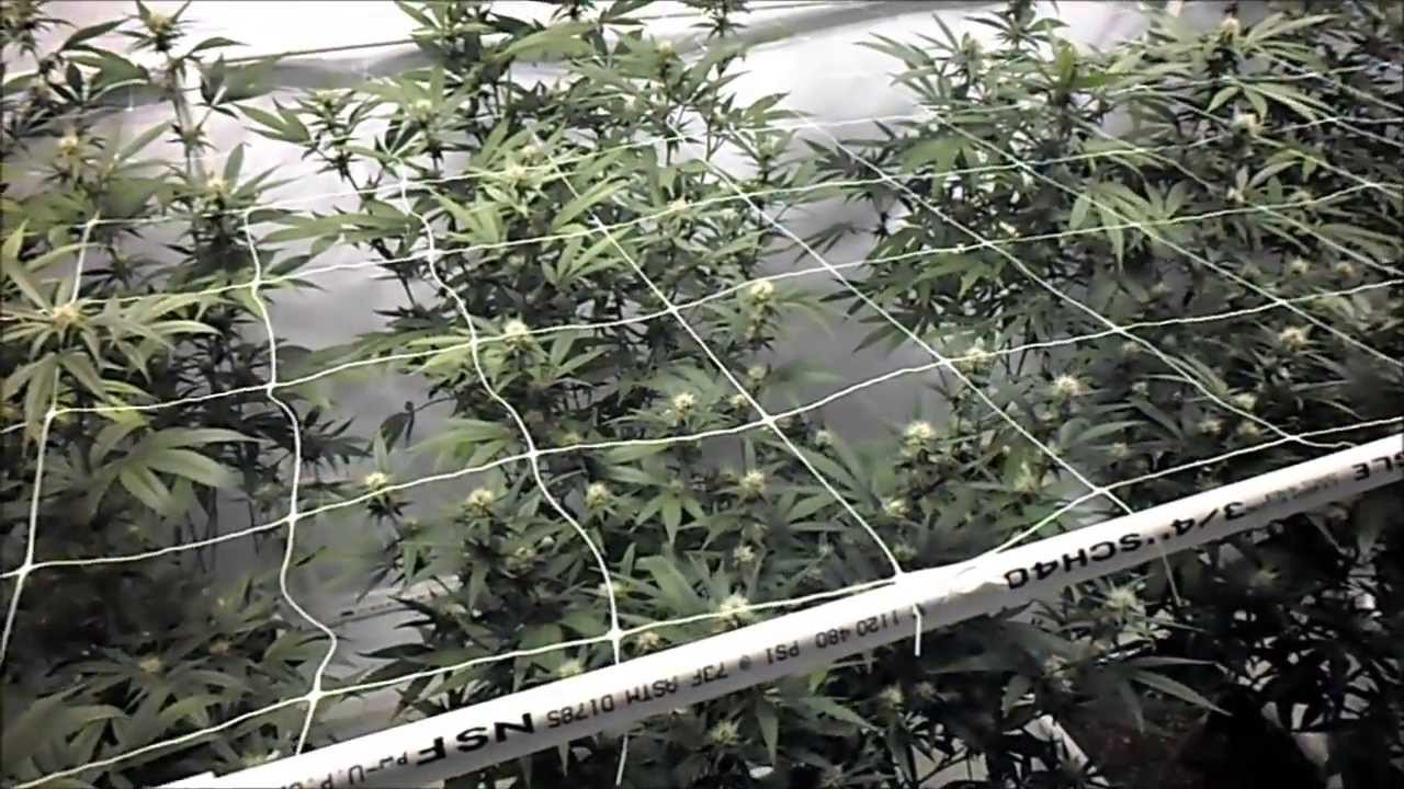 The HQ - Veg Tent (GGG on deck) + Phantom Cookies and Critical HOG (Day 19)
