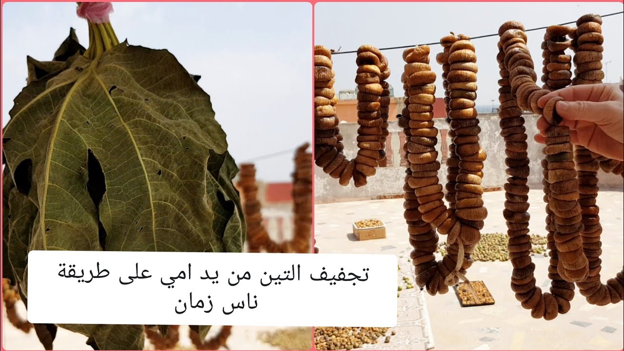 طريقة ناس زمان في تجفيف التين (الشريحة) و جمعها بالخيط ⭐ مع طريقة استعمال اوراقها 🍃