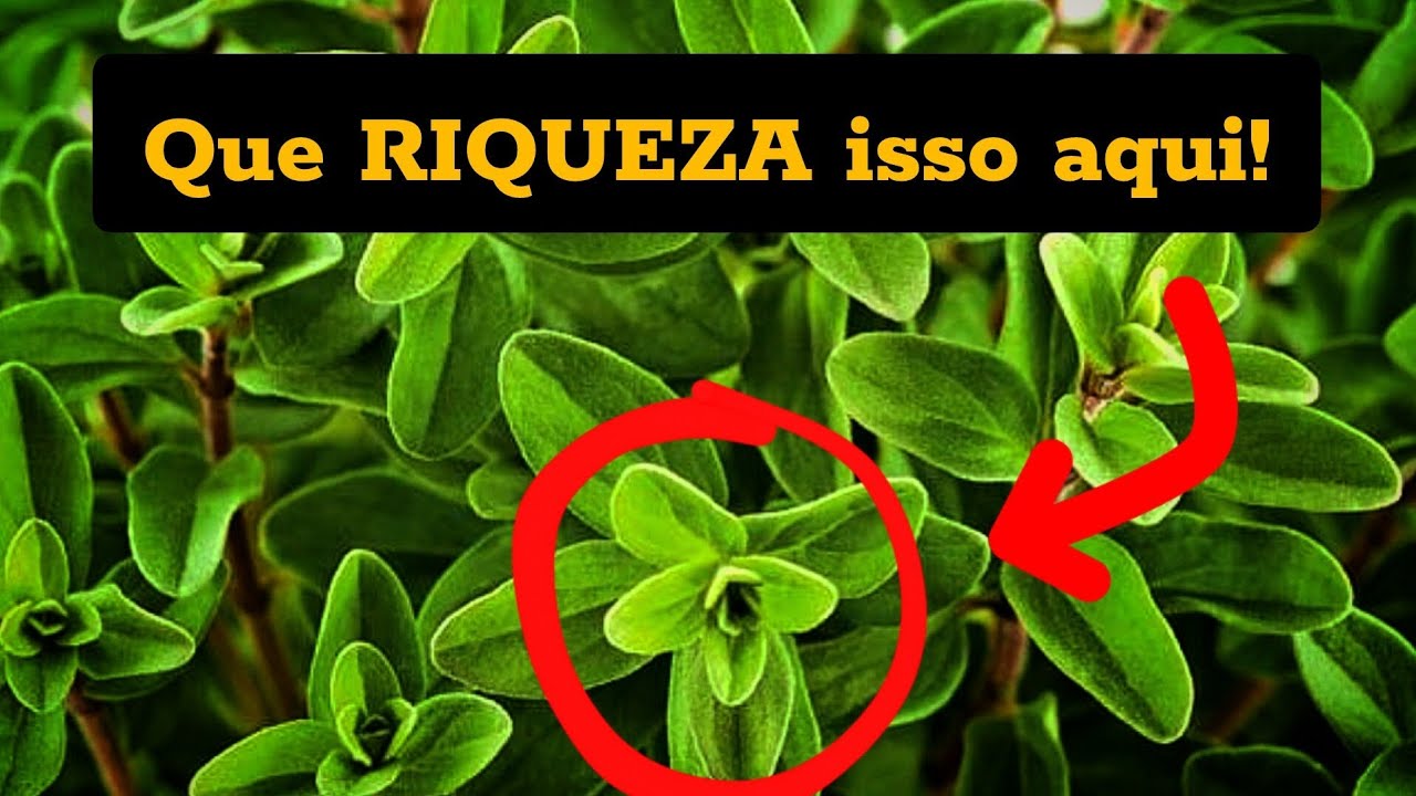 MANJERONA É TUDO ISSO?