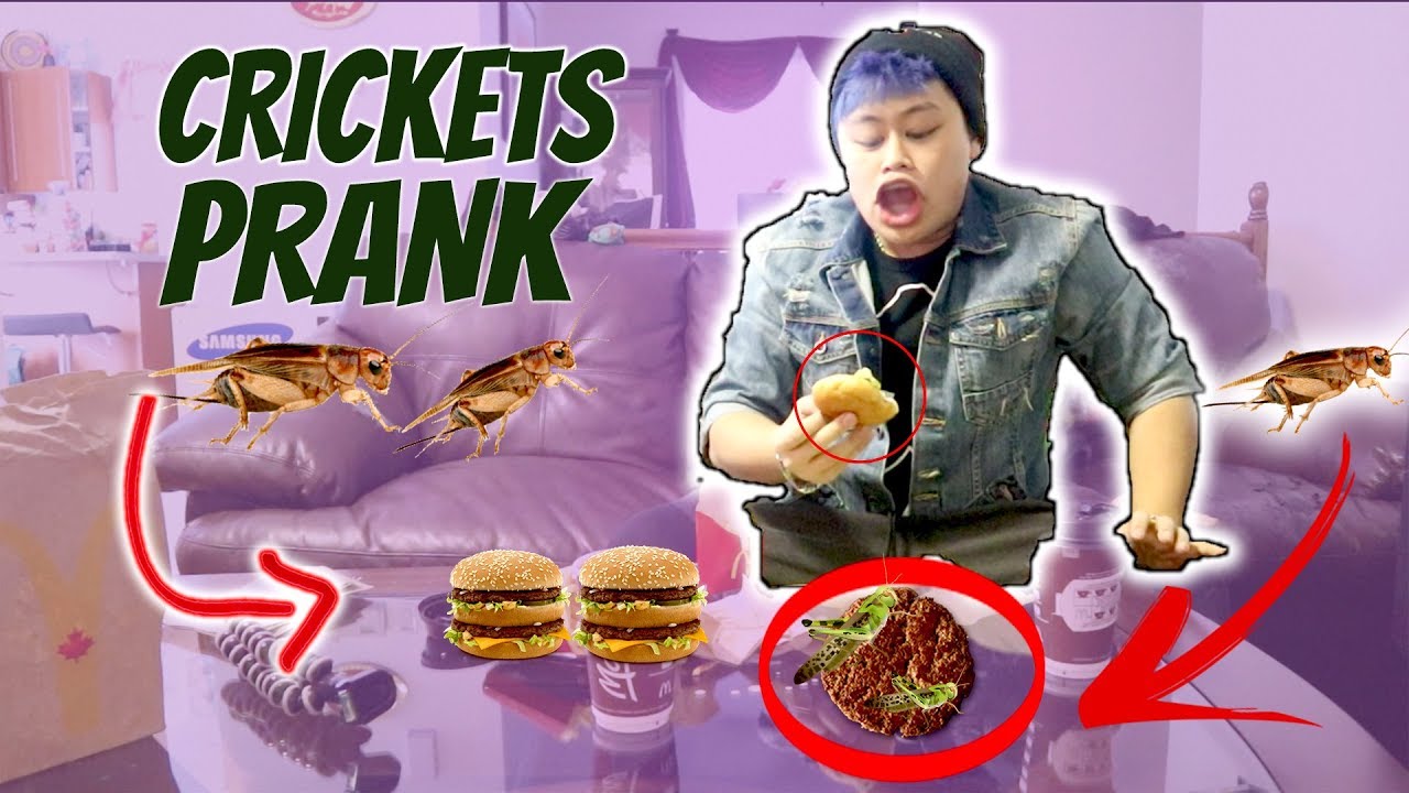 CRICKETS PRANK ON DAVIDPARODY !!!