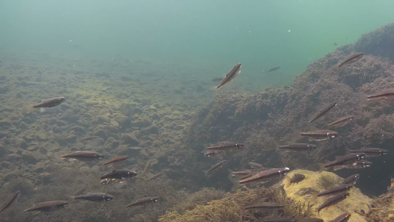 River Irt underwater camera test