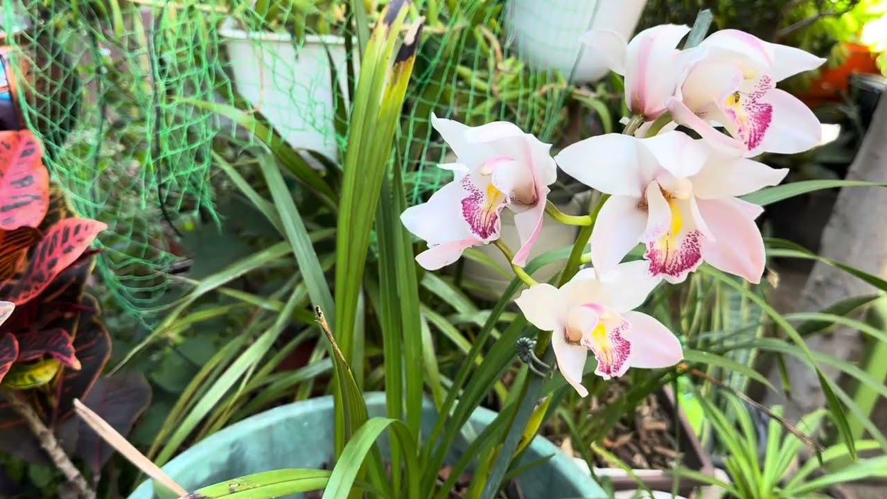 How I Bloomed My Cymbidium Plant
