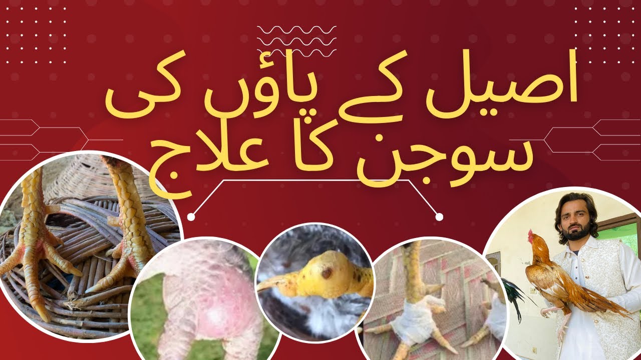 Aseel Murghay ki Tuli ki Sujan Or Pus Ka ilaj // Chicken Leg Swelling and infection treatment
