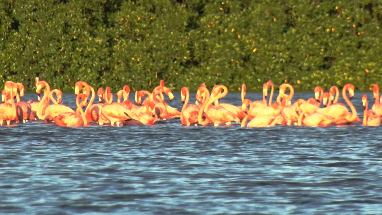 We Focus - Caroni Swamp For Earth Day