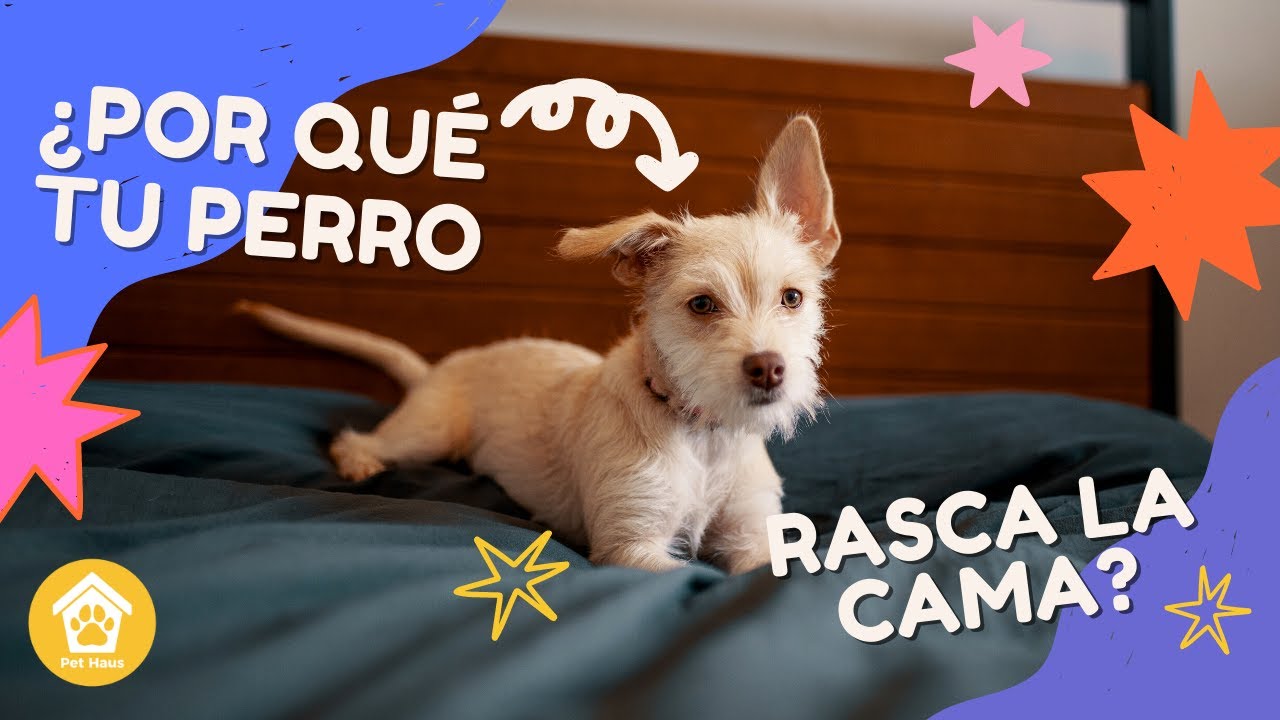 😰😬¿Por qué tu perro RASCA LA CAMA? ¿Te lo habías preguntado?