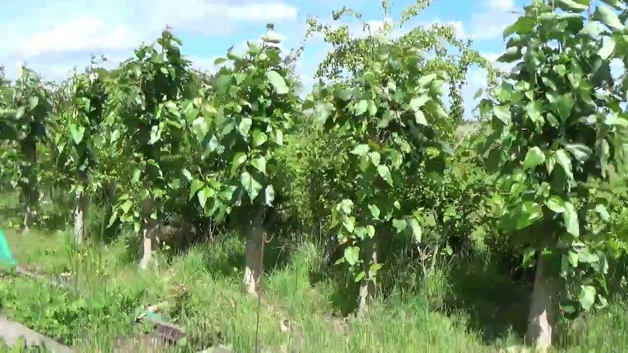 A Big And Expensive Problem With Invasive Hybrid Poplar Trees In The Garden...