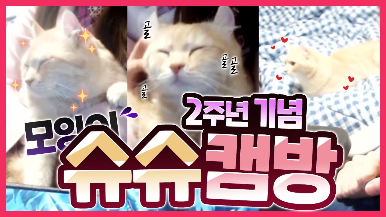 캠방은 내가 했는데 인기는 고양이가 【모잉】