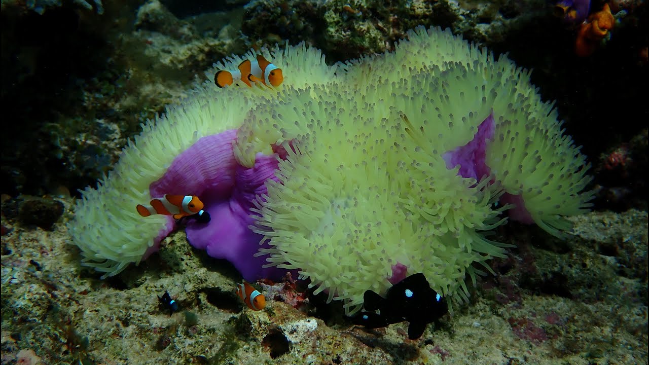 2023 05 Misool Eco Resort dive trip