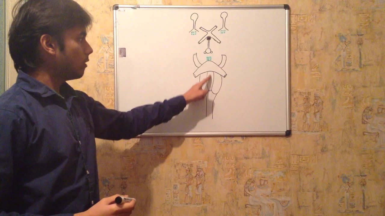 ANATOMY OF BASE OF THE BRAIN....(.MADE SIMPLE )