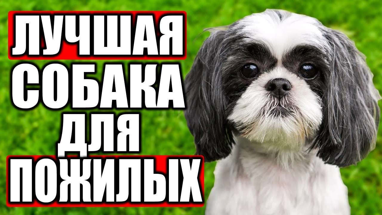 Топ 14 ЛУЧШИХ Пород Собак Для ПОЖИЛЫХ ЛЮДЕЙ!