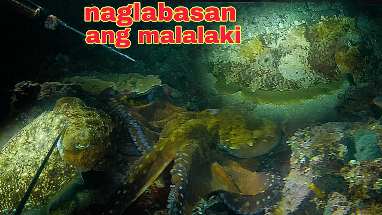 ep481 Dive1 naglabasan ang malalaking pogita at colambotan night spearfishing Philippines