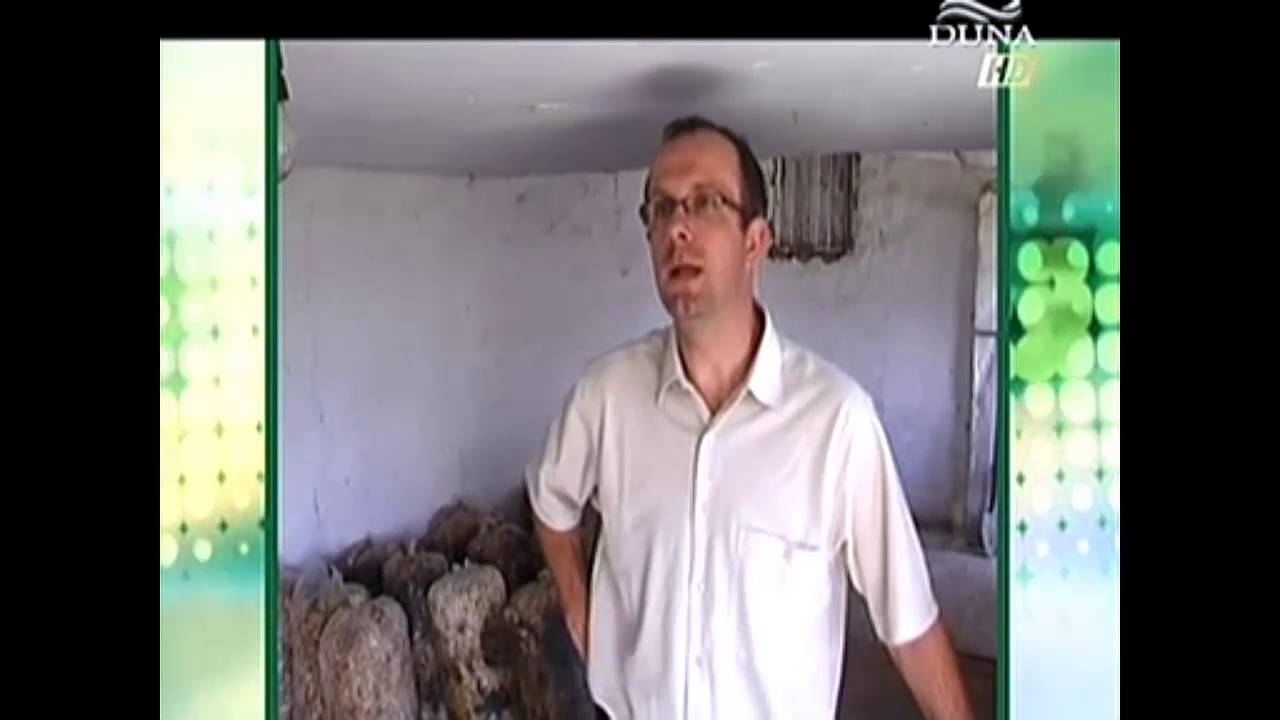 Laskagomba termesztés