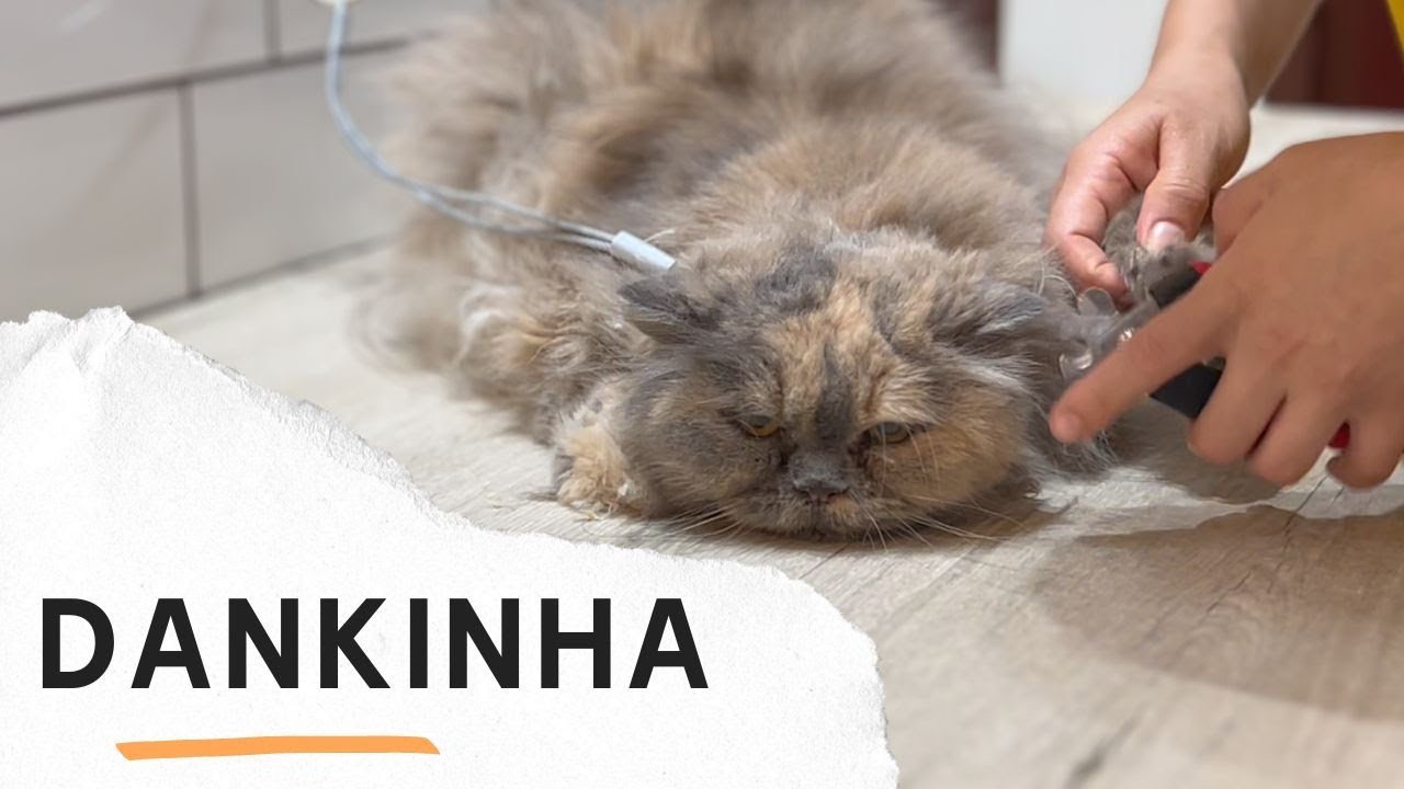Desembolo do gato persa no toppet - Tosadora Experiente