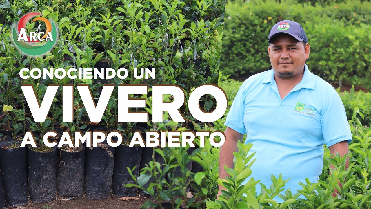 VERACRUZ II VIVERO A CAMPO ABIERTO II FACTORES ÓPTIMOS  PARA INJERTO II MARTÍNEZ DE LA TORRE II ARCA