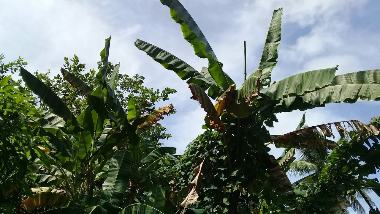 Help! My Bananas Won't Fruit! (Survival Gardener Minute #011)
