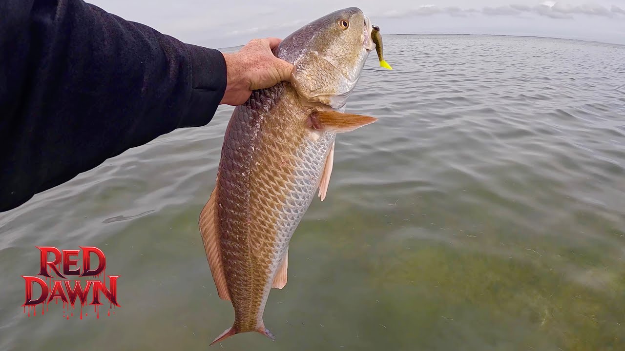 Медленный клев превратился в жаркий | Форель Topwater и бонусный красный