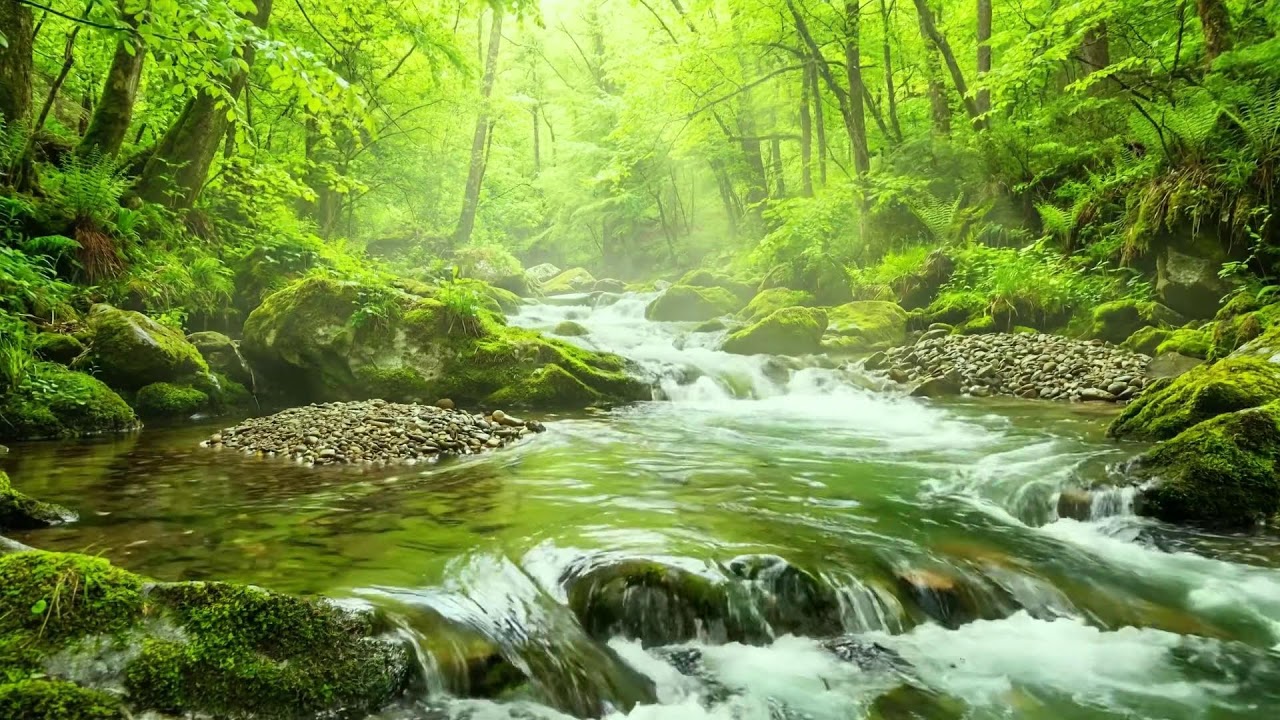 Beautiful Forest Stream and Gentle Bird Songs, Symphony of Nature, Relaxing Forest Ambience