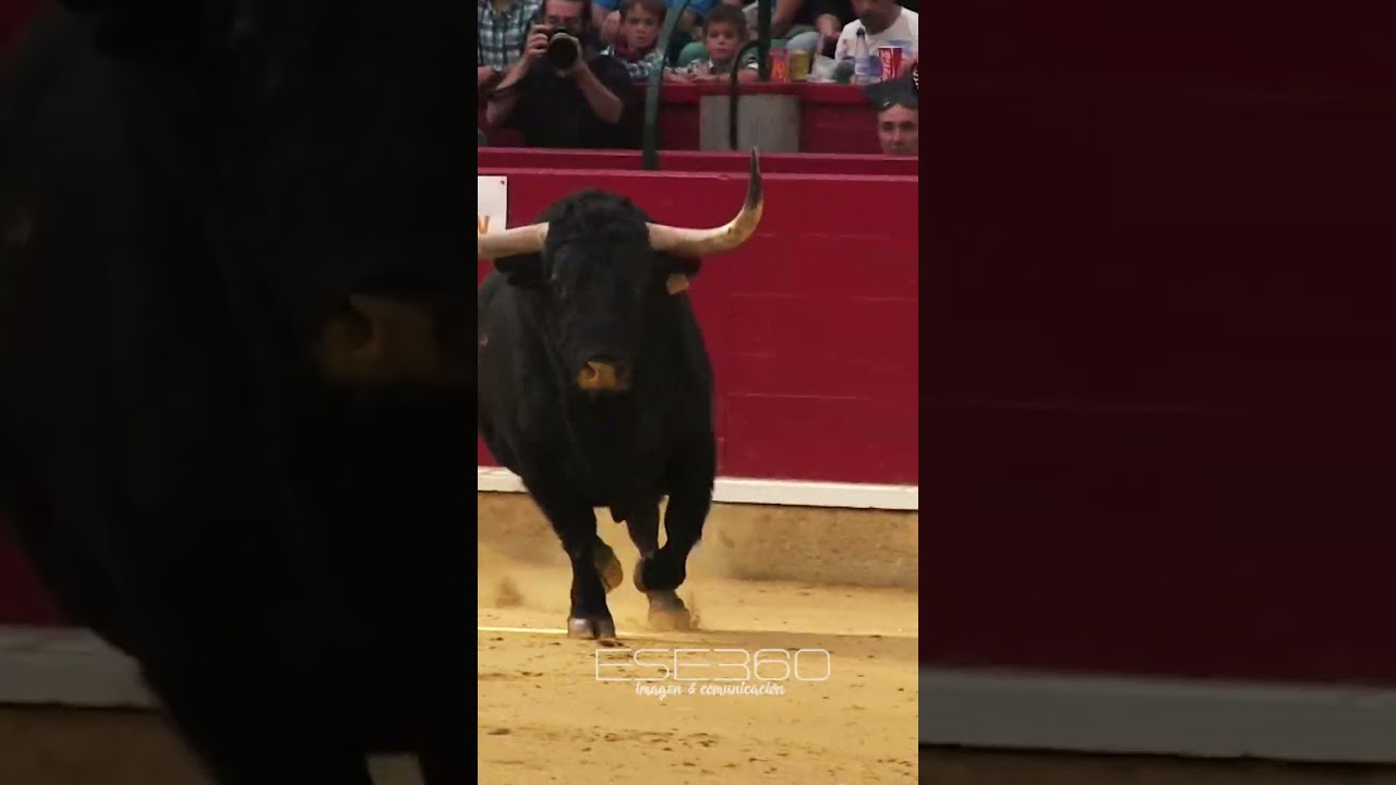 UN TORO BRAVO GIGANTE #bull #spain