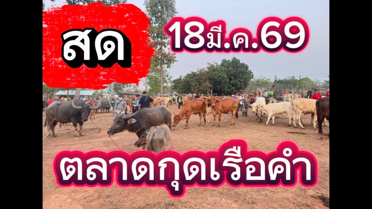 ชมบรรยากาศตลาดนัดโคกระบือกุดเรือคำ อ.วานร จ.สกลนคร18/3/69