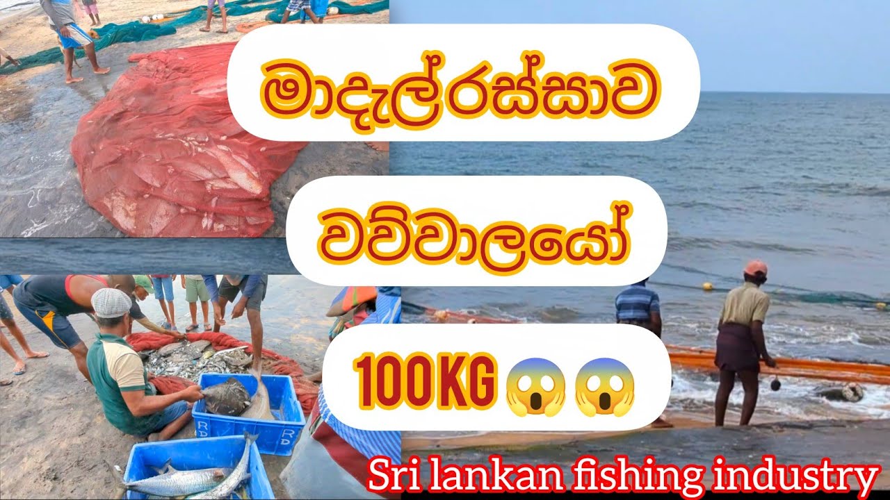 මාදැල් රස්සාව . 01 කොටස 🐟🐠🦈🐙 #fishing #fish #fishmarket #seafood 