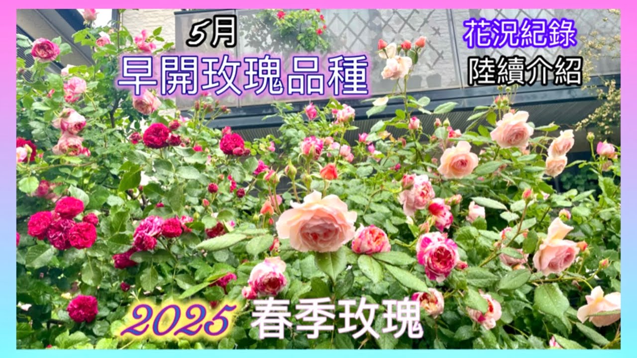 【25品種】玫瑰陸續瘋狂花開了！25品種介紹與花況進度紀錄！一起賞花～🌹#Erin玫瑰花園#園芸#バラ#gardening (5月4.6日）