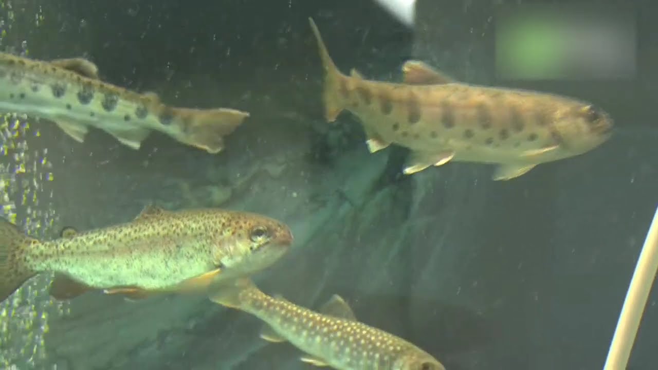 多摩川ふれあい水族館 - 地域情報動画サイト 街ログ