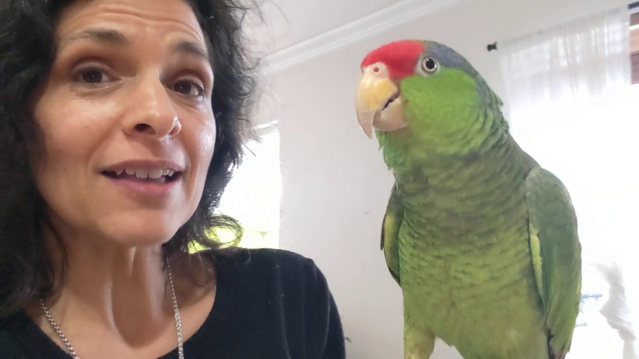 Amazon Parrots 🦜: Do They Make Great Talking, Cuddly Pets?