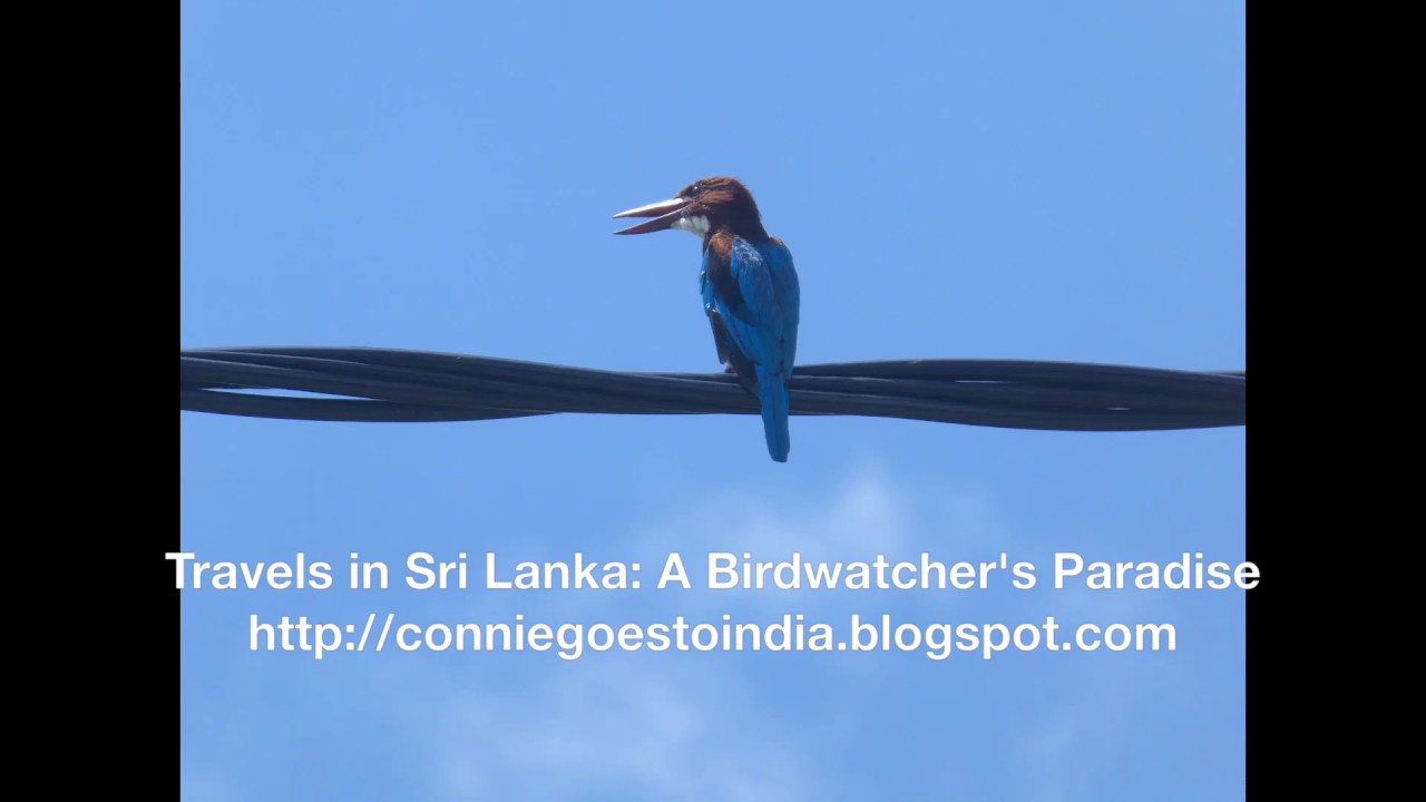 Travels in Sri Lanka: A Birdwatcher's Paradise
