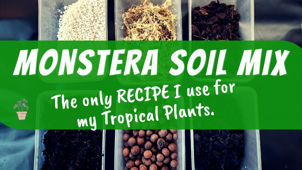 My Personal AROID SOIL MIX RECIPE - for thriving Monsteras!