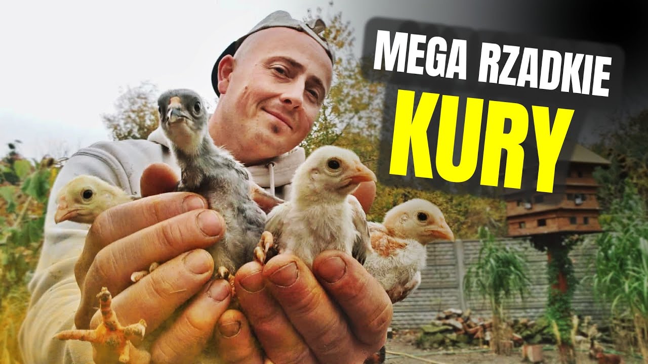 🐓 MEGA RZADKIE KURY 🐓 bojowce miniaturowe ! + malowanko | MOJE MINI ZOO / odc. 767