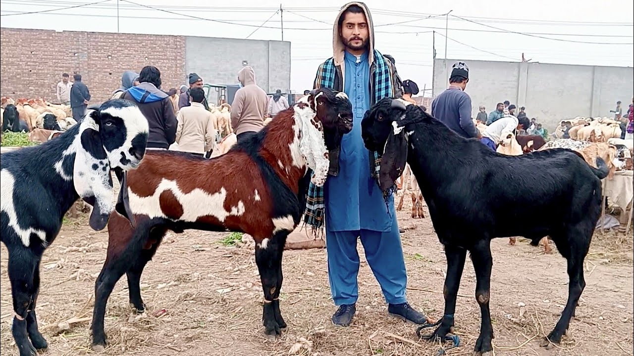 Mandi update Lahore shahpur Mandi makkhi chini bakre nagre bakre amritsari bakre Sajjad Lahori shoq
