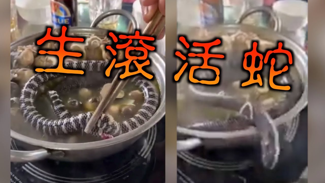 【on.cc東網】食客「打活蛇邊爐」　野味文化恐播疫