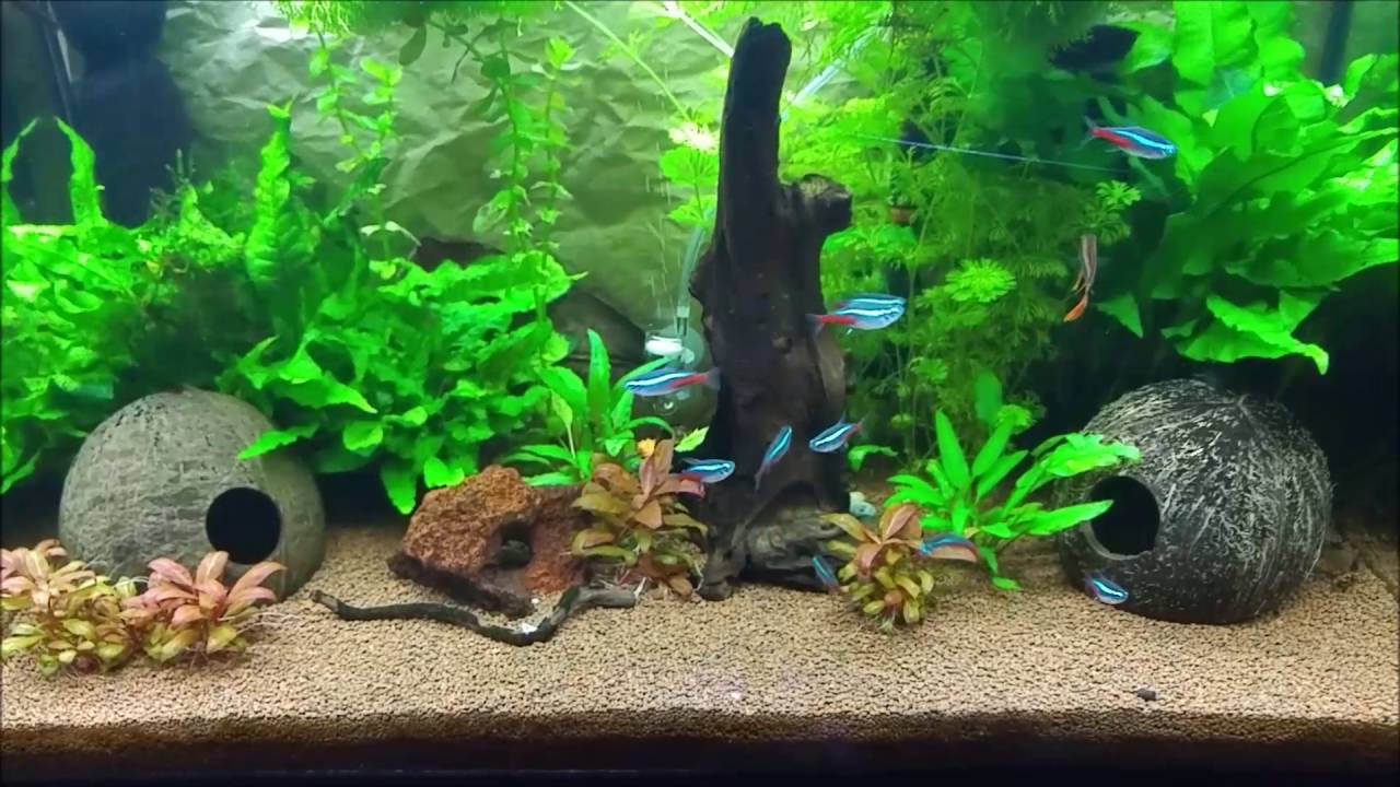 Cambios de Agua en Acuario con Osmosis y Sales (GH Y KH)